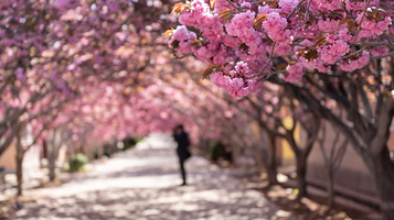 莱阳濯村樱花园