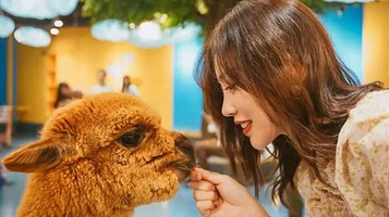 神兽羊驼主题馆猫咪博物馆(万达广场潍坊店)