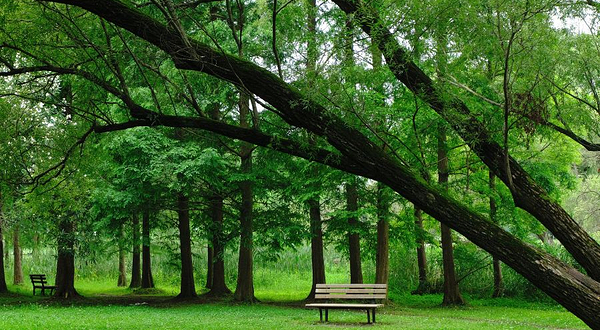 上海共青森林公园