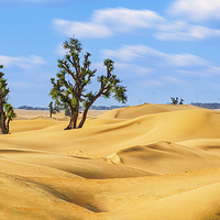 迪拜沙漠保护区