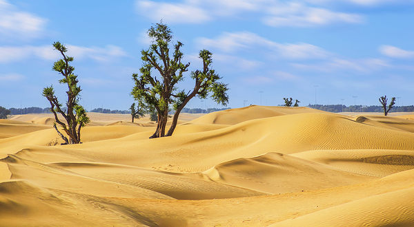 迪拜沙漠保护区