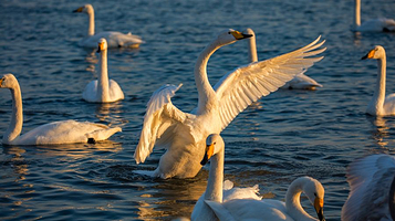 樱花湖体育公园
