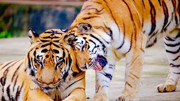 三峡森林野生动物世界