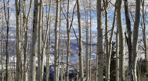 逊克县古纳温雾凇景区