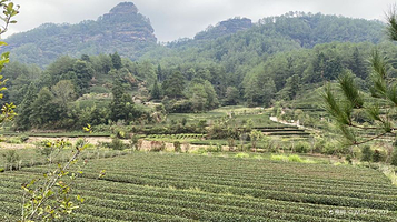 福莲燕子窠生态示范茶园