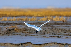 江苏六合龙袍省级湿地公园