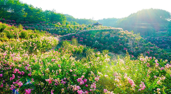 英山四季花海景区