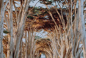 Cypress Tree Tunnel
