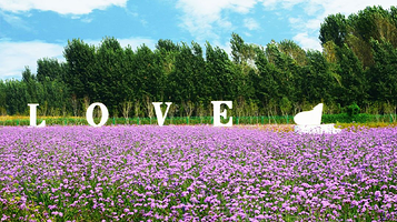 金宝园都市农业园紫缘香草园