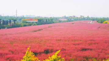 羊毛沟花海湿地