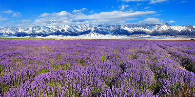 解忧公主薰衣草园