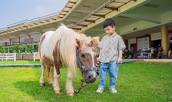 世骑家马术（奥体中心校区）