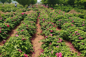 菏泽冠宇牡丹园