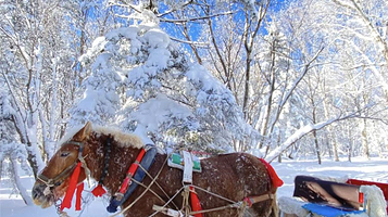 亚布力景观大道