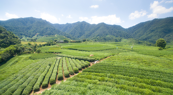 杭州龙坞茶村