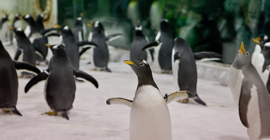 圣亚极地世界(鲸MALL店)