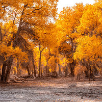 塔里木胡杨林公园