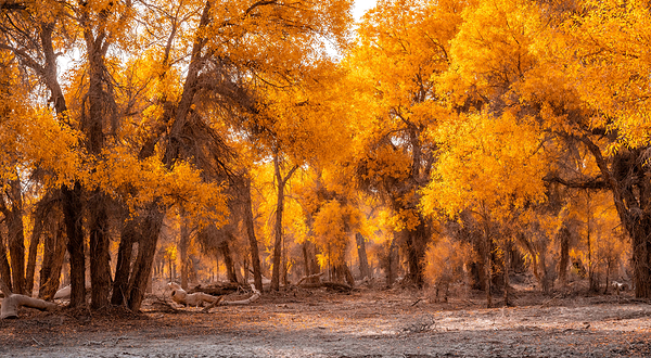 塔里木胡杨林公园