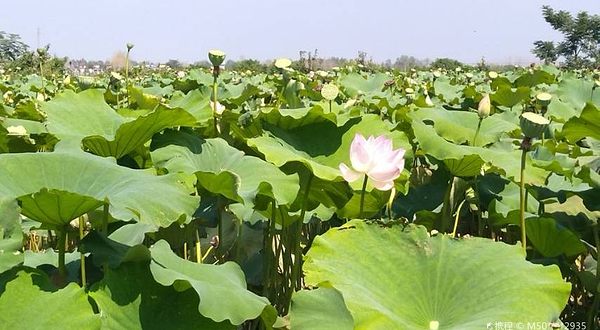 福田莲海观光园