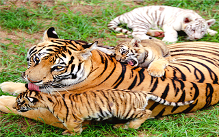西霞口神雕山野生动物园