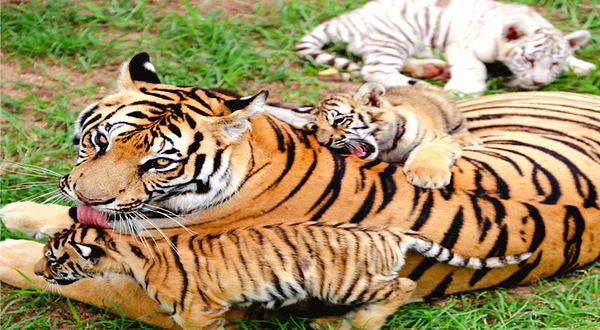 西霞口神雕山野生动物园
