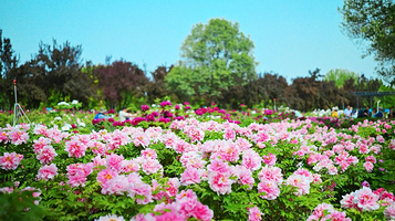 国际牡丹园