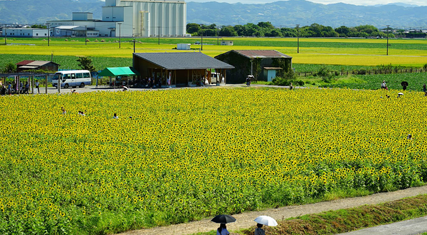 Yanagawa Sunflower Park