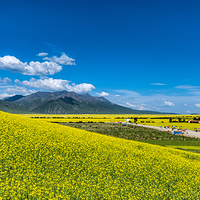 门源百里油菜花海