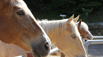 东方马汇马术俱乐部