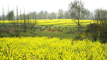 广阳岛油菜花田