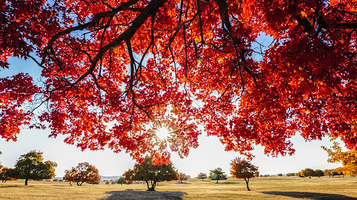 代钦塔拉五角枫旅游景区