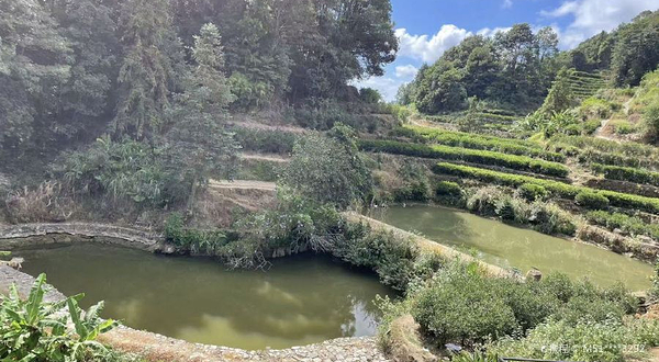 叫水坑原始森林
