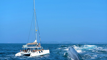 美蕊沙出海观鲸