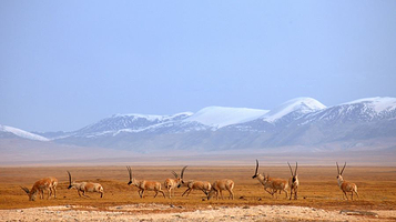 可可西里自然保护区不冻泉