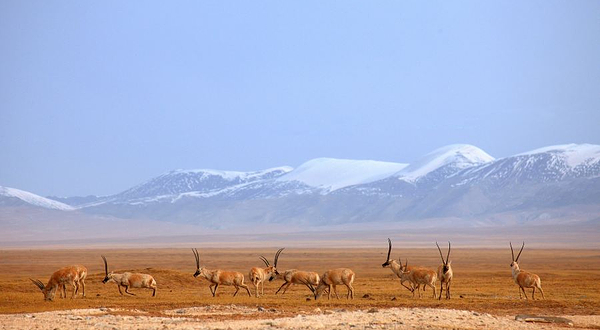 可可西里自然保护区不冻泉