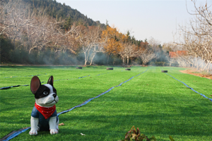 KOK汪星号宠物乐园