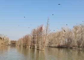 孝感朱湖国家湿地公园