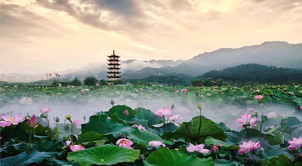 十里荷花