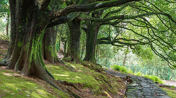 千手观音古树群