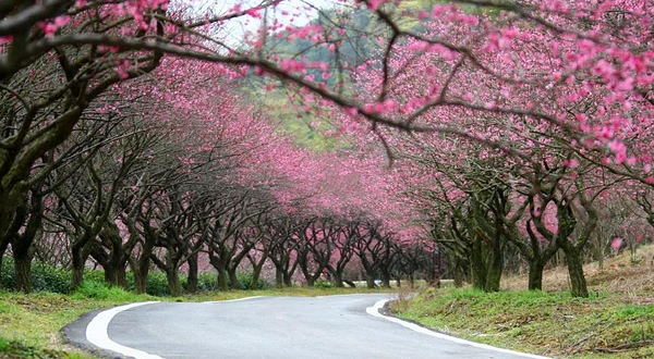 长兴古森林博物园