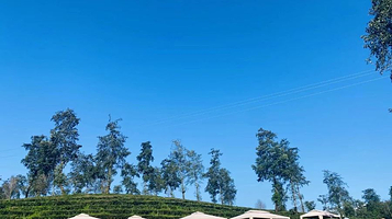 大地茶海露营地