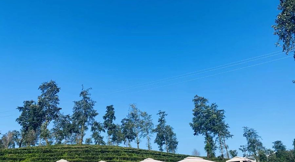 大地茶海露营地