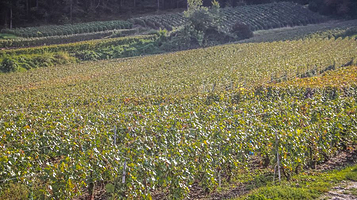 七彩祥耘开心农场(中梁店)