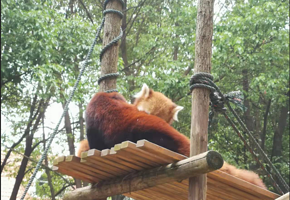 湖北鄂人谷动物世界