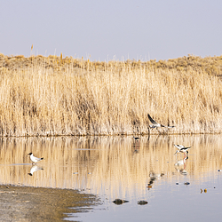 乌伦古湖国家湿地公园
