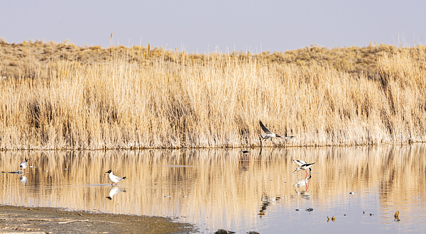乌伦古湖国家湿地公园