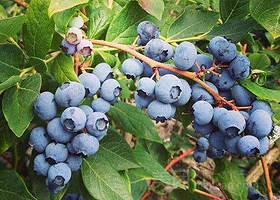 不咸山山庄蓝莓基地