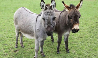 青鹃山萌宠乐园