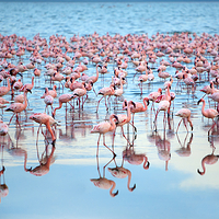 纳库鲁湖国家公园