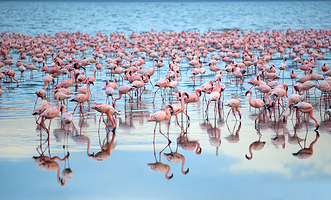 纳库鲁湖国家公园